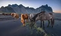 اسب‌های وحشی در عکس روز نشنال جئوگرافیک