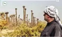 بازداشت ۳۰۰نفر در سوسنگرد در پی وقایع اخیر