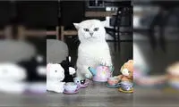 گربه‌ای که شاخ اینستاگرام شد