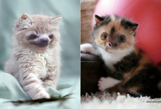 ترکیب نژادی عجیب بین گربه و تنبل! +عکس