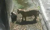 حوادث وحشتناک و غم‌انگیز در باغ‌وحش‌ها