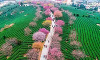 تماشایی‌ترین بهار دنیا را در چین ببینید