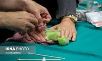جراحی چشم یک سنجاب و یک طوطی در تبریز