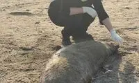 صحنه دلخراش از پیدا شدن لاشه فوک خزری