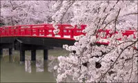 جشن شکوفه‌های گیلاس در ژاپن +عکس