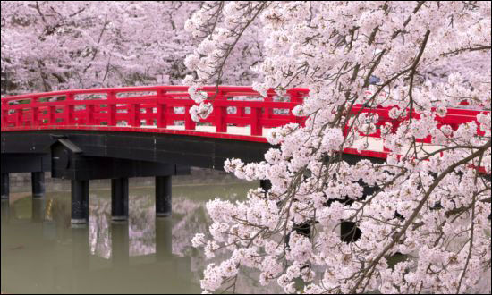 جشن شکوفه‌های گیلاس در ژاپن +عکس