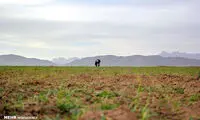 سفره‌ای با سخاوت بهاری