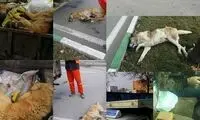 سگ‌کشی در خوی؟!