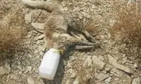 مرگ دردناک یک روباه در سطل ماست!
