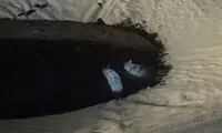 نجات 2 گرگ از مرگ در قزوین +عکس