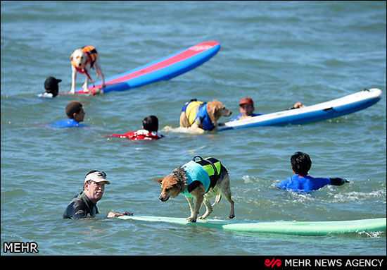 عکس: مسابقات موج سواری سگ ها‎!