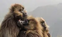 عکس روز نشنال جئوگرافیک؛ بیا بغلم