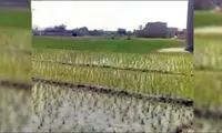 برنج‌کاریِ اصفهانی‌ها در بحران بی‌آبی؟!