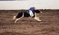 مسابقات سگ سواری میمون ها! +عکس