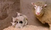 تولد و مرگ عجیب دالی؛ اولین حیوان شبیه سازی شده دنیا