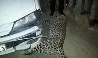نماد اقتدار زاگرس از پای درآمد... +عکس