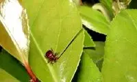 به این میگن مهندس واقعی! / عکس