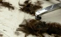 جمع آوری لکه های نفتی با مو!