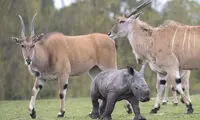 آشنایی بچه کرگدن با سایر حیوانات