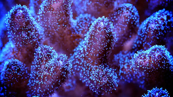 مرجان ها هدف قدرتمندترین لیزر اشعه اکس جهان