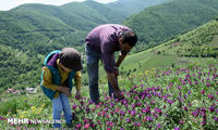 برداشت گیاه دارویی گل گاوزبان در آستارا