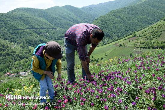 برداشت گیاه دارویی گل گاوزبان در آستارا