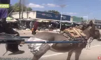 دستور پوشک گرفتن الاغ ها در کنیا +عکس