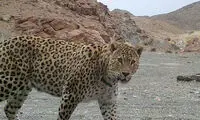 تصویر پلنگ ایرانی در سفیدکوه خرم‌آباد ثبت شد