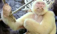 تصاویری دیدنی از نمونه‌های نادر حیوانات زال
