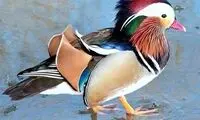 حیوانات خوش آرایش! +عکس