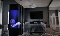 چتر دریایی به عنوان حیوان خانگی!
