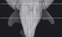 كشف كوسه دو سر +عکس