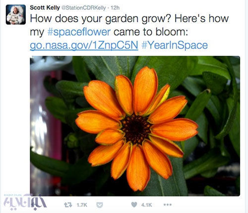 اولین گلی که در فضا شکفت! +عکس