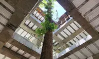 چنار ۸۰ساله‌ای که در دل ساختمان ۵طبقه زنده ماند