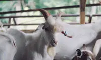 جذاب‌ترین و مشهورترین بز دنیا