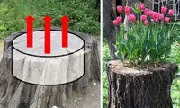 تبدیل درختان قدیمی به گلدان های زیبا