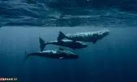 نهنگ‌ها هم زبان دارند، هم فرهنگ!