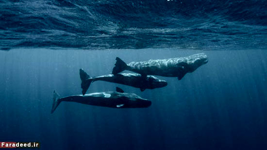 نهنگ‌ها هم زبان دارند، هم فرهنگ!