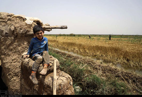 برداشت از مزارع گندم به زیر آب رفته شادگان