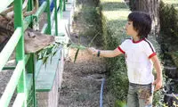 سقوط ترن تا حمله گورخر به کودک 4 ساله