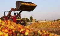 برخی استان ها در خرید سیب همکاری نمی کنند!