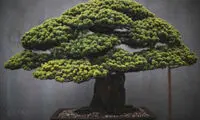 نتیجه 2 سال عکاسی از درختان بونسای!