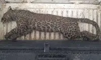 مرگ یک قلاده پلنگ ماده در ساوجبلاغ