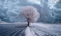 شکوه و زیبایی درختان در لهستان +عکس