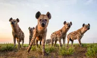حیات وحش از زاویه‌ای متفاوت