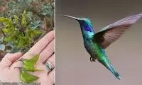 گیاهی با شباهت عجیب به یک پرنده!