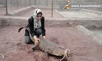پرورش كروكدیل توسط خانم ایرانی! +عکس