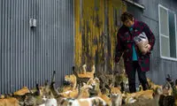 جزیره گربه‌ها، پیشنهادی برای گربه دوستان