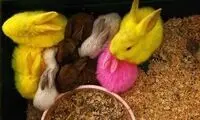 این کوچولوهای رنگی دوست داشتنی