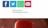 ساخت اولین جنین ترکیبی انسان و میمون